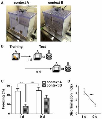 Loss of Ensemble Segregation in Dentate Gyrus, but not in Somatosensory Cortex, during Contextual Fear Memory Generalization